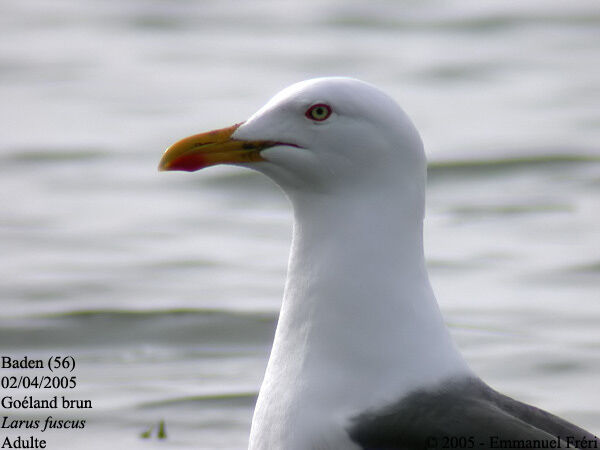 Lesser Black-backed Gull