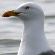 Lesser Black-backed Gull