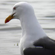 Lesser Black-backed Gull