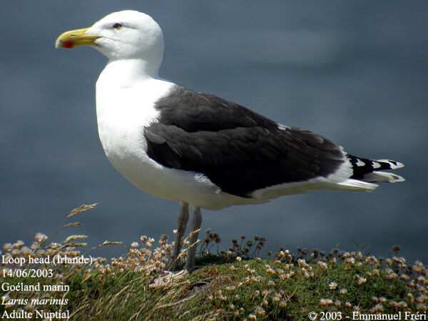 Great Black-backed Gull