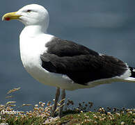 Great Black-backed Gull