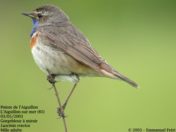 Bluethroat