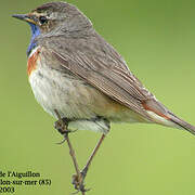 Bluethroat