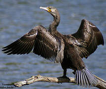 Great Cormorant