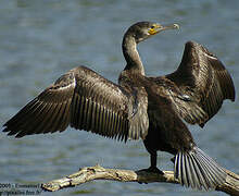 Great Cormorant