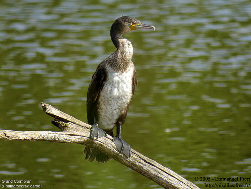 Grand Cormoran