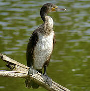 Great Cormorant