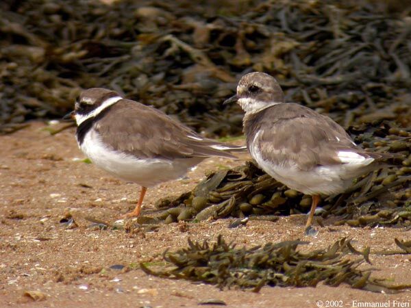 Common Ringed Plover