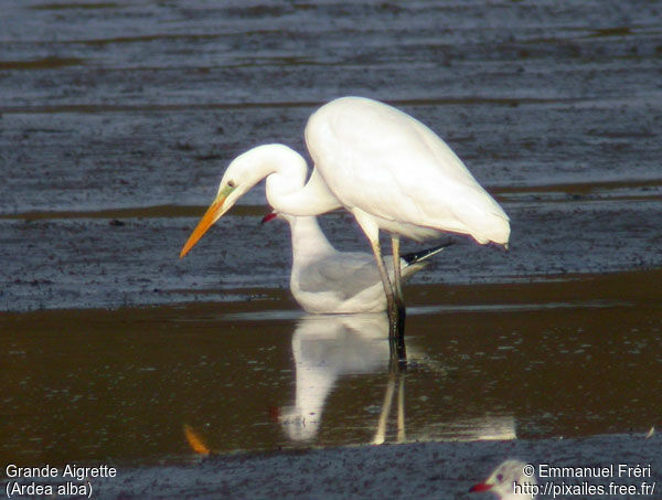 Grande Aigrette