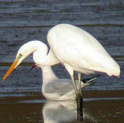 Grande Aigrette