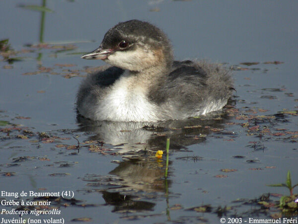 Black-necked Grebe