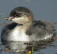 Black-necked Grebe