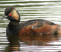 Black-necked Grebe