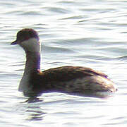 Horned Grebe