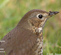 Song Thrush