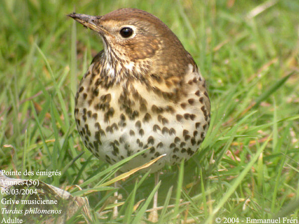 Song Thrush