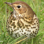 Song Thrush