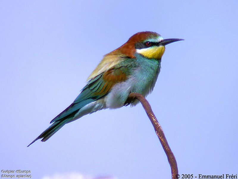 European Bee-eater