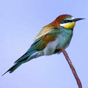 European Bee-eater