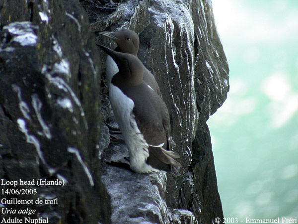 Guillemot de Troïl