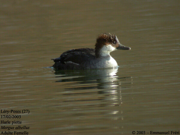 Smew