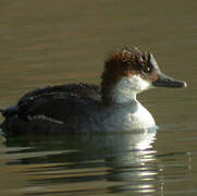 Smew