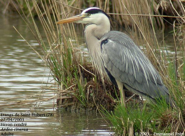 Grey Heron