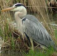 Grey Heron