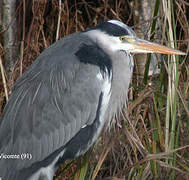 Grey Heron