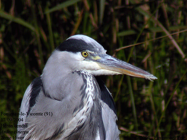 Grey Heron