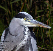 Grey Heron