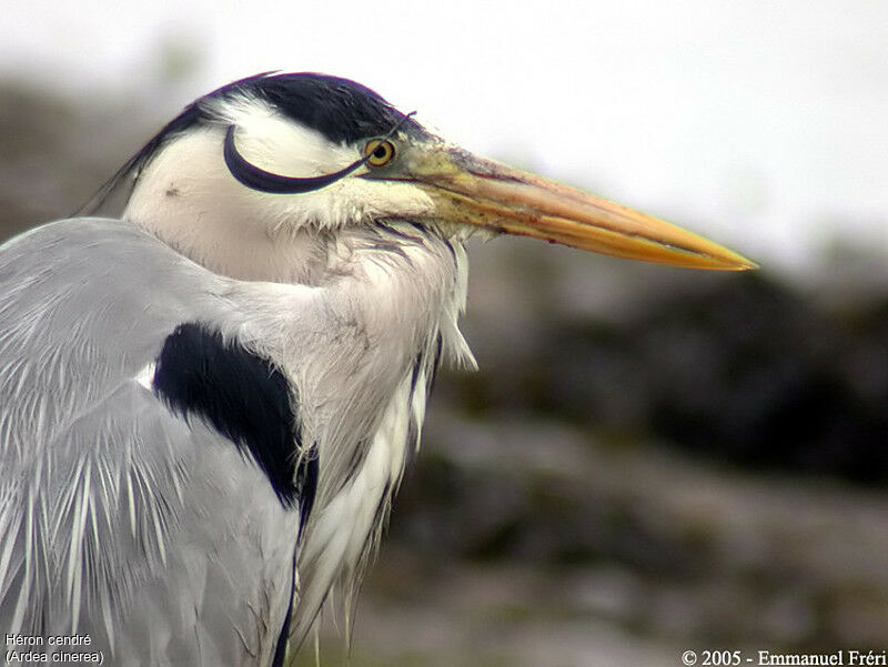 Grey Heron