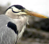 Grey Heron