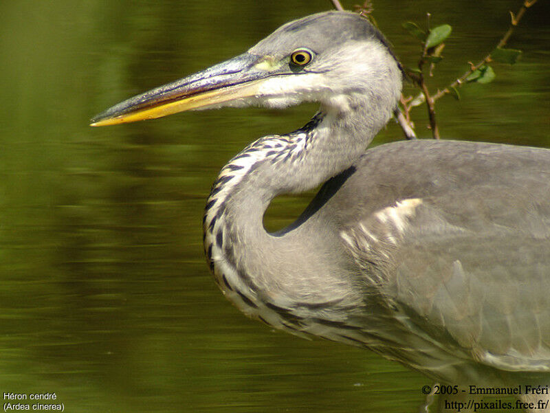 Grey Heron