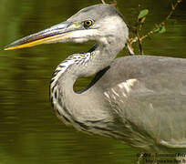 Grey Heron