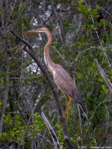 Purple Heron