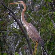 Purple Heron