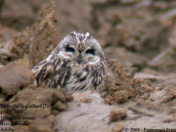 Short-eared Owl