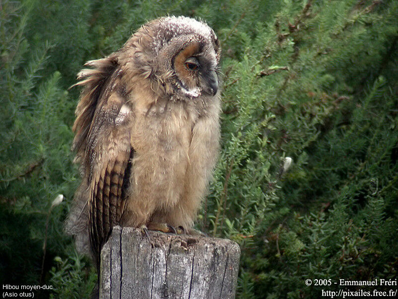 Hibou moyen-duc