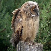 Long-eared Owl