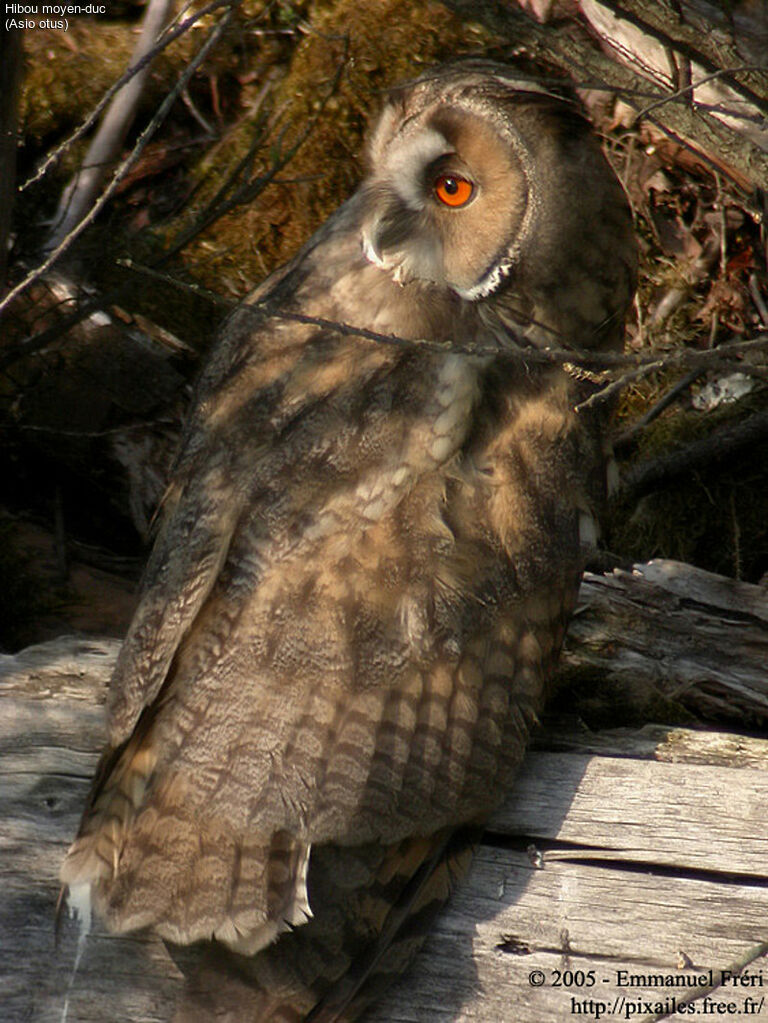 Hibou moyen-duc