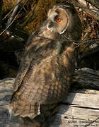 Long-eared Owl