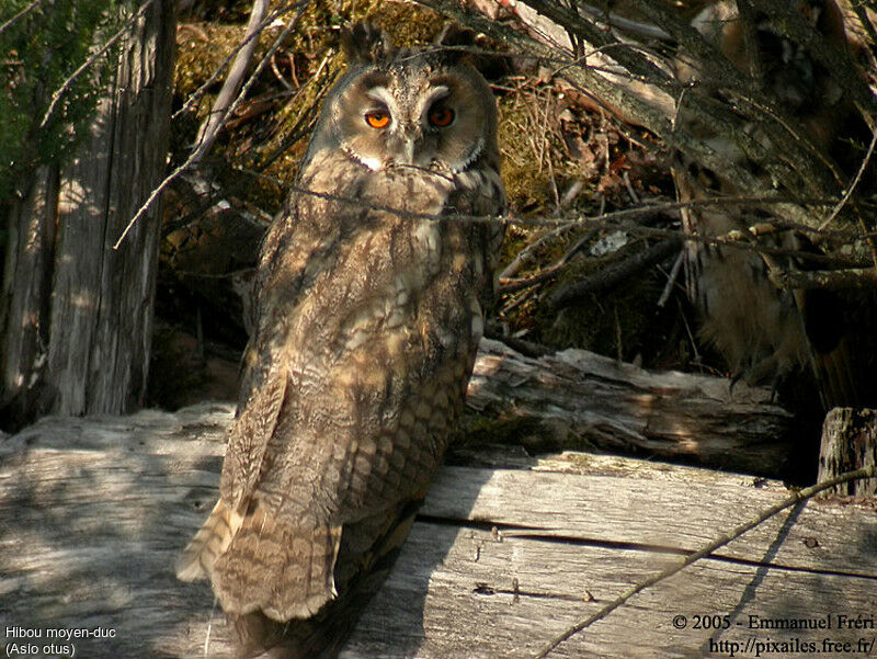 Long-eared Owl