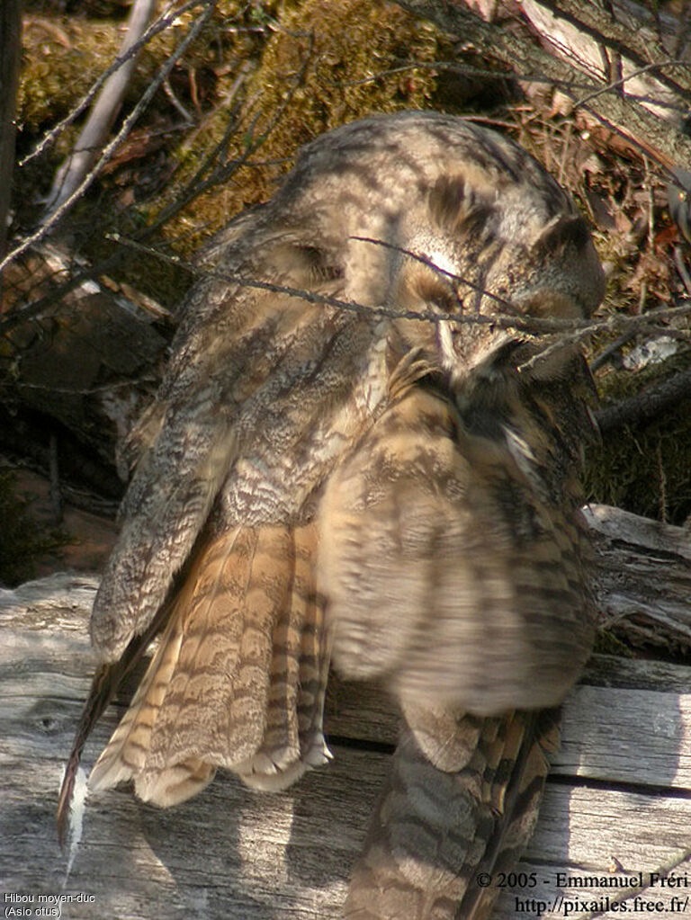 Long-eared Owl