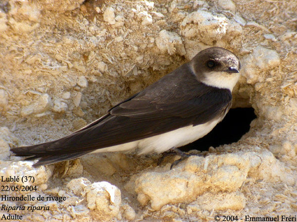 Sand Martin