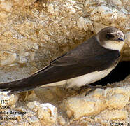 Sand Martin