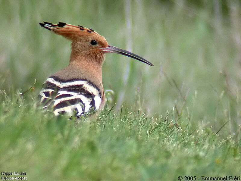 Eurasian Hoopoe