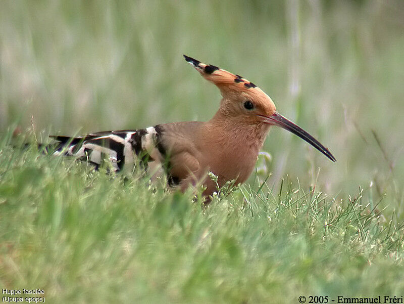 Eurasian Hoopoe