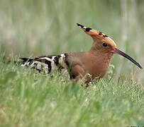 Eurasian Hoopoe