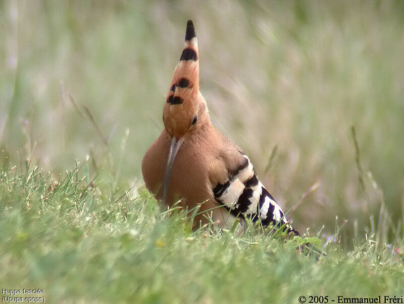 Eurasian Hoopoe